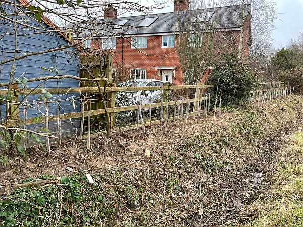 HedgePlanting1