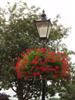 Wickham Square Hanging Basket